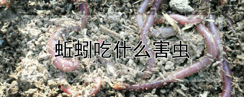 蚯蚓吃什么害虫（蚯蚓吃什么害虫图片）