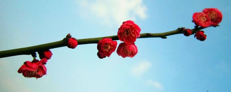 冬天有什么花（冬天有什么花? 名字）