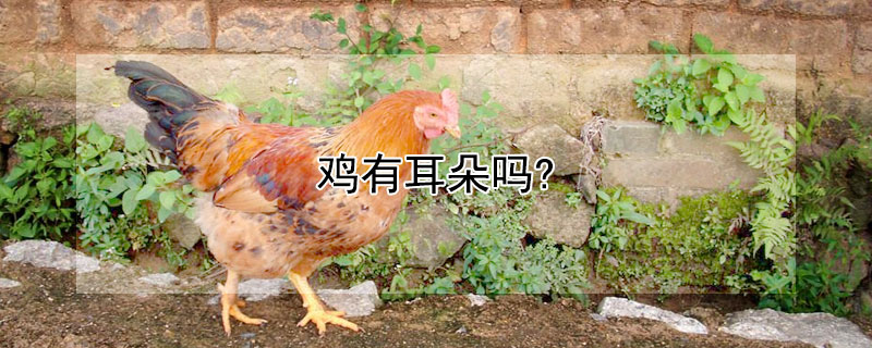 鸡有耳朵吗? 鸡有耳朵吗?在哪里?