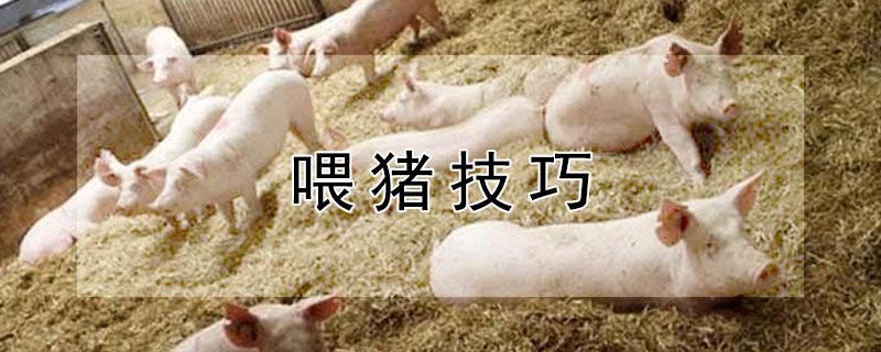 喂猪技巧（喂猪技巧:先用水拌好料再放饲料拌匀称喂猪效果好吗）