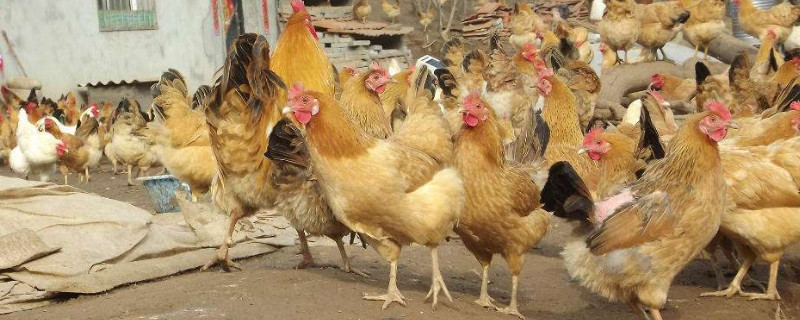 养鸡棚太热了怎么降温 养鸡棚太热了怎么降温快