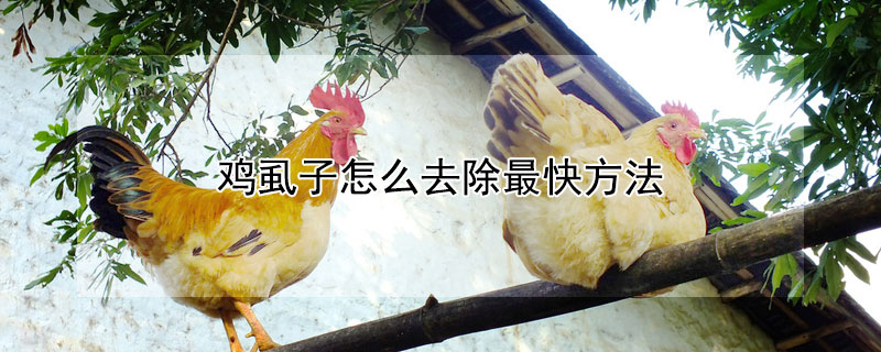 鸡虱子怎么去除最快方法 鸡虱子用什么药可以杀死最好的办法