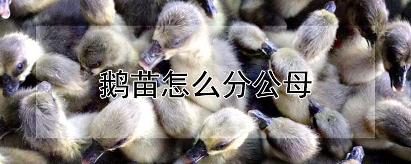 鹅苗怎么分公母 鸭苗分公母的最佳方法