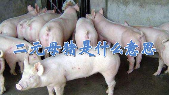 二元母猪是什么意思（一元二元三元母猪区别）