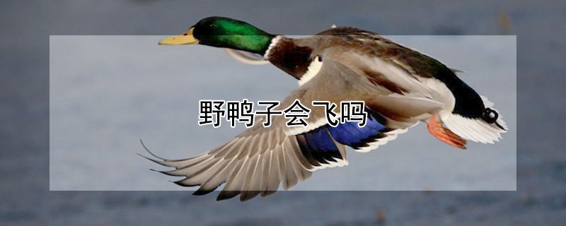 野鸭子会飞吗 抓一只野鸭判多少年