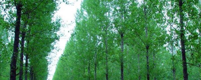 意杨树的危害（意杨树的用途）
