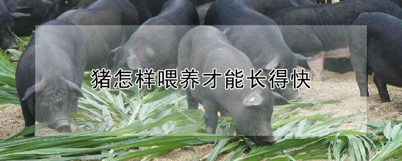 猪怎样喂养才能长得快 养猪100天出栏饲料配方