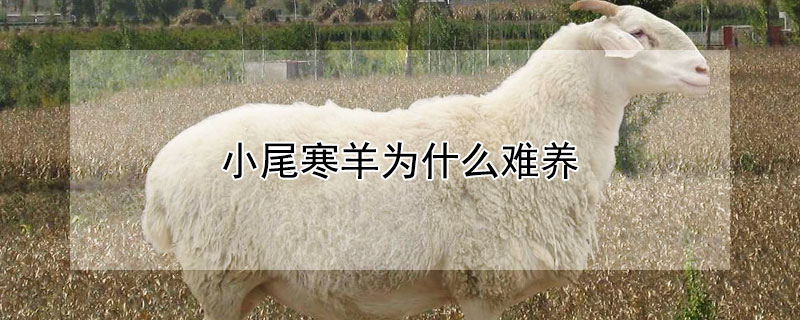 小尾寒羊为什么难养 为什么都说小尾寒羊不好养
