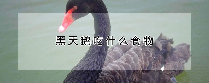 黑天鹅吃什么食物（黑天鹅吃什么食物为主）