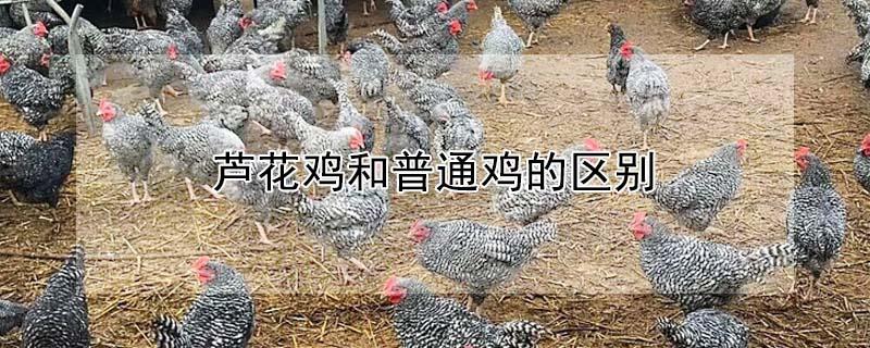 芦花鸡和普通鸡的区别 三黄鸡