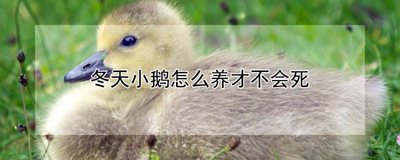 冬天小鹅怎么养才不会死 冬天的小鹅怎么养