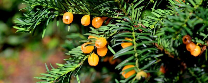 红豆杉的花是什么样子（红豆杉的花是什么样子的图片）