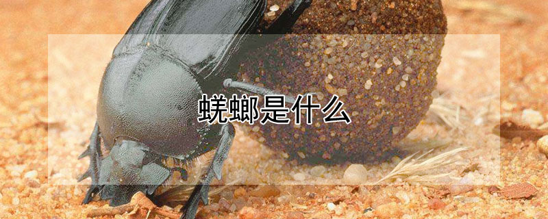 蜣螂是什么（法布尔说蜣螂是什么）