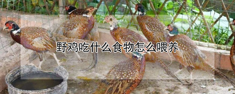 野鸡吃什么食物怎么喂养 野鸡野鸡吃什么