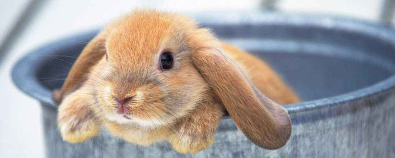 垂耳兔为什么一只垂一只不垂 垂耳兔为什么只垂一只耳朵