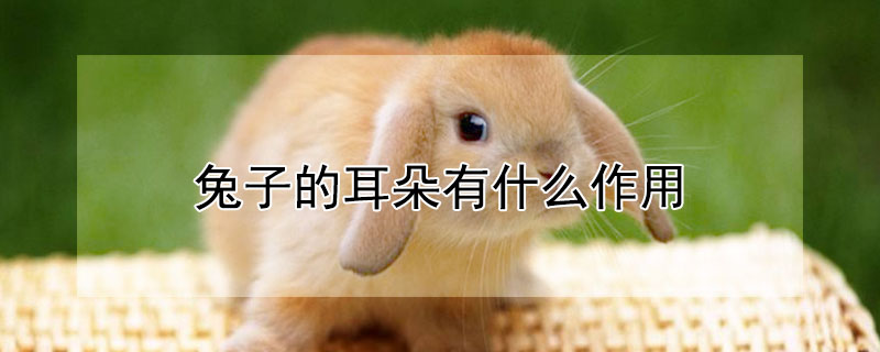 兔子的耳朵有什么作用（小白兔耳朵的特点描写）