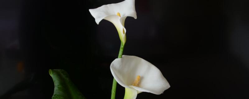 朋友之间送什么花合适（异性朋友之间送什么花合适）