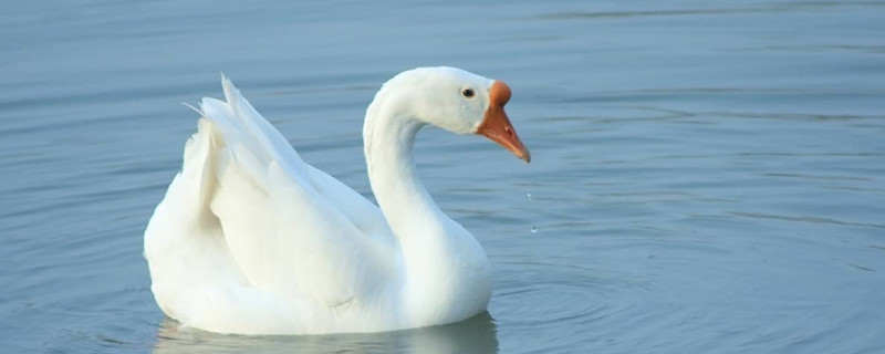 养鹅技术和疾病预防（养鹅技术和疾病预防吃什么草药?）