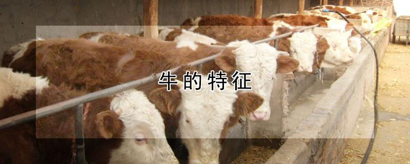 牛的特征（牛的特征和性格特征）