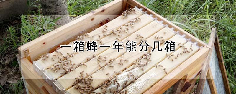一箱蜂一年能分几箱（一箱蜂一年能分几箱蜂王）