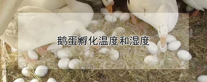 鹅蛋孵化温度和湿度（鹅蛋孵化38度可以吗）
