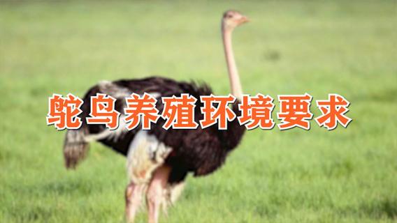 鸵鸟养殖环境要求（鸵鸟养殖环境要求标准）