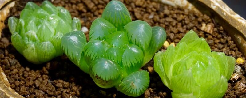 帝王寿和玉露的区别（帝王玉露锦）