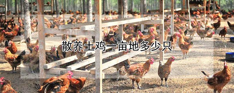 散养土鸡一亩地多少只（散养土鸡一亩地能养多少只）