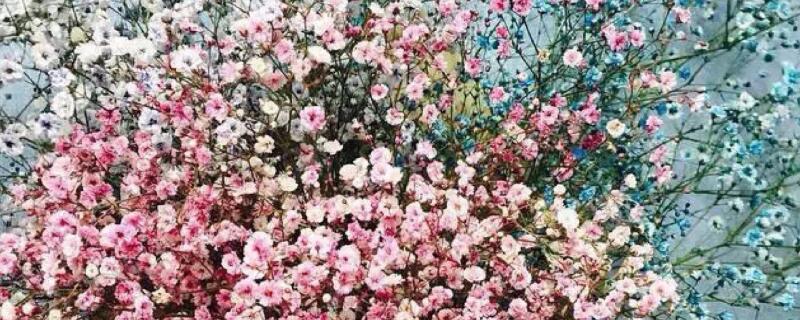 满天星发芽后多久开花 满天星发芽多久后可以施肥