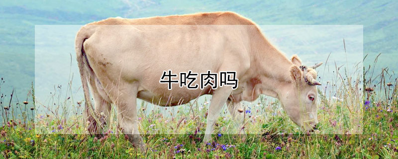 牛吃肉吗（牛吃肉吗还是只能吃草）