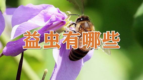 益虫有哪些 益虫有哪些动物吃害虫