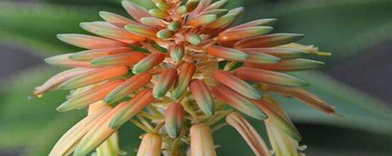 芦荟会开花吗（芦荟会开花吗图片）