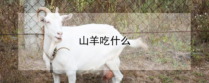 山羊吃什么（山羊吃什么草料长肉快）
