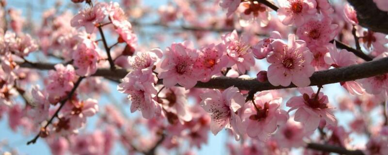 二月开什么花（三月开什么花）