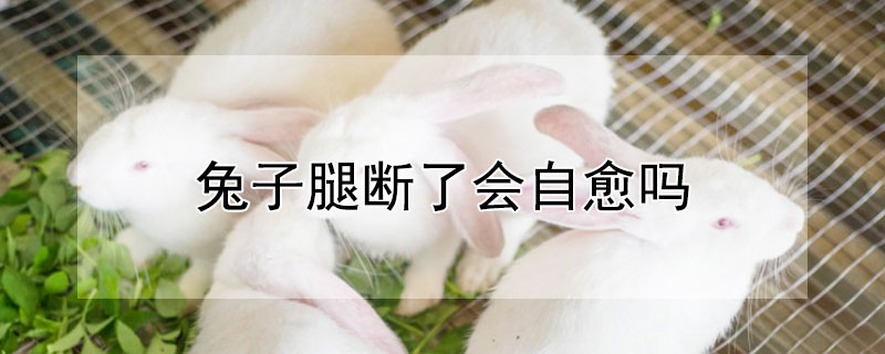 兔子腿断了会自愈吗（兔子骨折不处理后面会怎样）