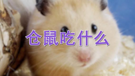 仓鼠吃什么（仓鼠吃什么东西）