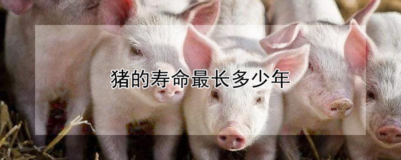 猪的寿命最长多少年（猪的图片大全）