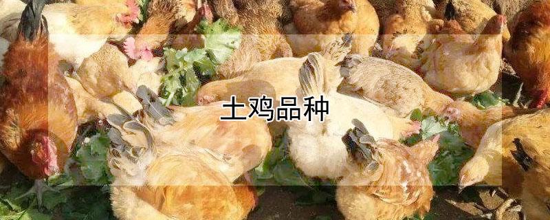 土鸡品种（土鸡品种哪个最好）