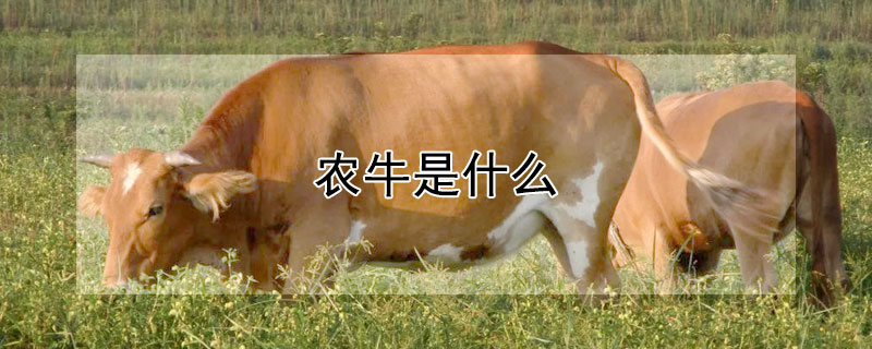 农牛是什么 农牛是什么角色