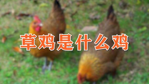 草鸡是什么鸡（草鸡适合炖汤还是红烧）