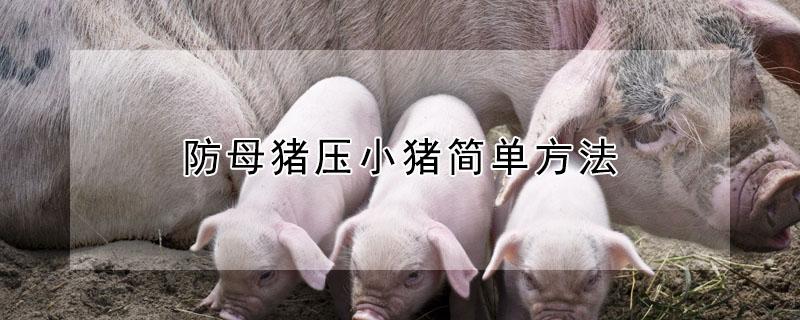 防母猪压小猪简单方法（怎么预防母猪压仔）