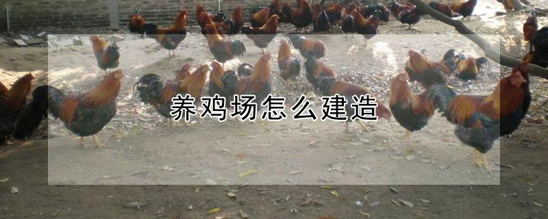 养鸡场怎么建造（散养鸡2000只一年利润多少）