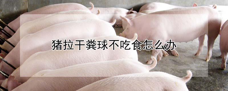 猪拉干粪球不吃食怎么办 猪大便干燥最快解决办法