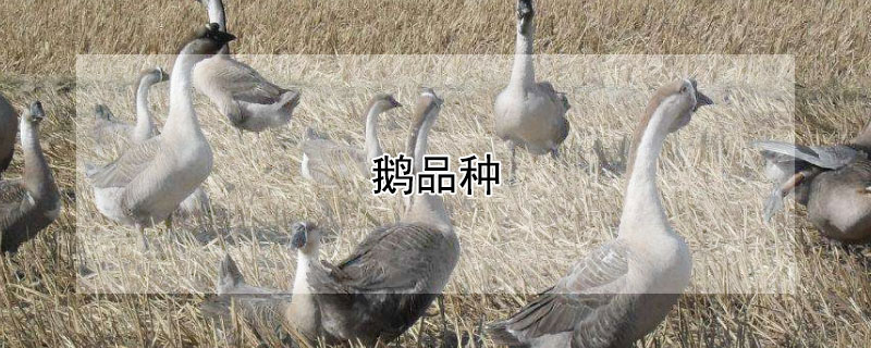 鹅品种（鹅品种大全及图片）