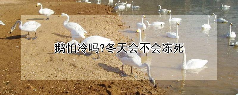 鹅怕冷吗?冬天会不会冻死（鹅怕冷吗,生长温度）