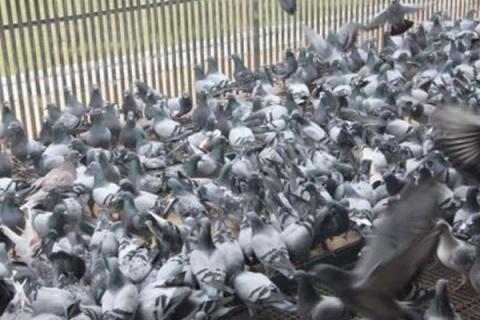 鸽子怎么养殖方法