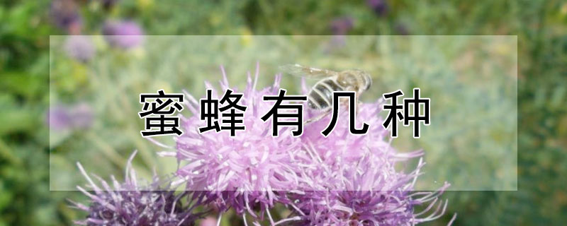 蜜蜂有几种（蜜蜂有几种蜂）