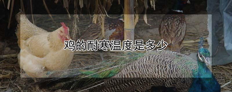 鸡的耐寒温度是多少 鸡的耐寒温度是多少摄氏度
