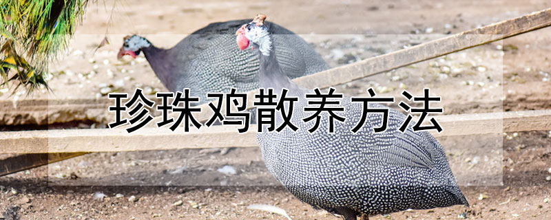 珍珠鸡散养方法（珍珠鸡怎样养）