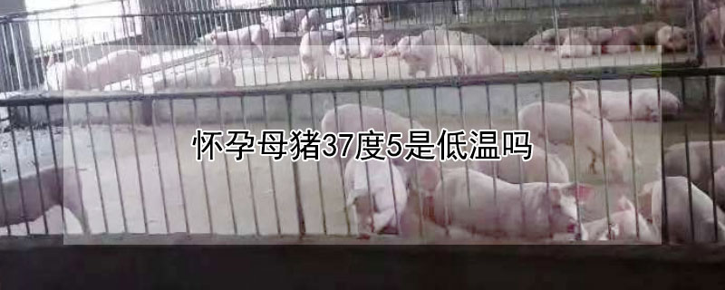 怀孕母猪37度5是低温吗 怀孕母猪37度5是低温吗还是高温